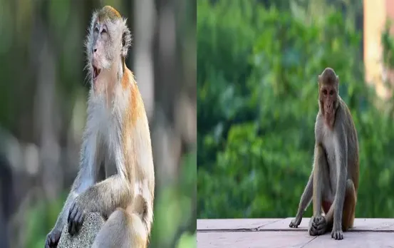 MP News: दो बंदरों ने दर्जनभर लोगों को किया घयाल, वन विभाग ने एक को पकड़ा दूसरे की तलाश जारी