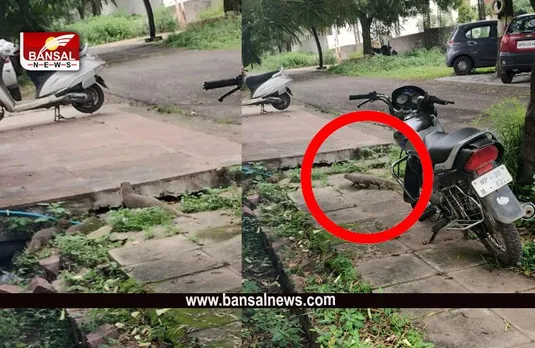 Good Time Sign: नेवला का दिखना, मतलब बहुत जल्द बदलेगी किस्मत, यहां दिखना बेहद शुभ