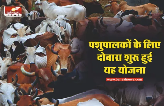 Pashudhan Bima Yojana : अब 25 रुपये में करवाएं पशुओं का बीमा, जानिए डिटेल