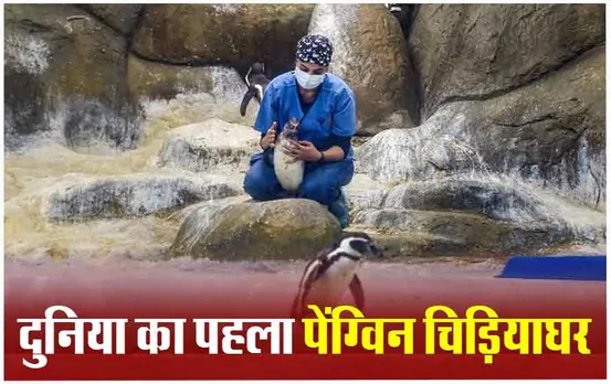 Penguin Awareness Day: अब भायखला के चिड़ियाघर में ही देख सकतें हैं पेंग्विन, ऐसे होती है देखभाल