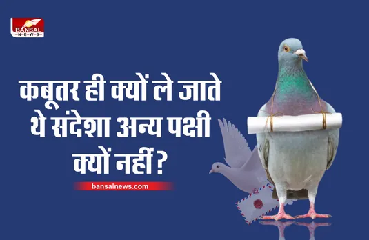 कबूतर ही क्यों ले जाते थे चिट्ठी, कोई दूसरा पक्षी क्यों नहीं? जानिए वैज्ञानिक कारण