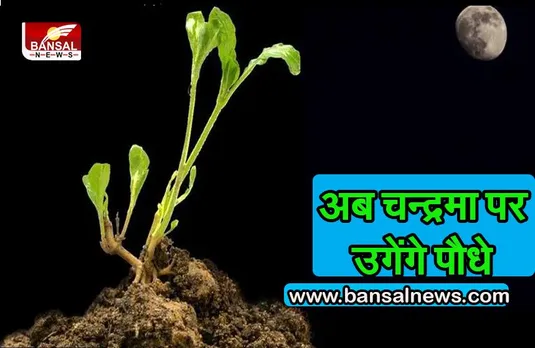 चन्द्रमा पर उगाए जाएंगे पौधे जाने पूरी खबर....