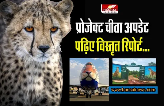 Project Cheetah Updates: प्रोजेक्ट चीता से जुड़ी सारी अपडेट, पढ़िए विस्तृत रिपोर्ट