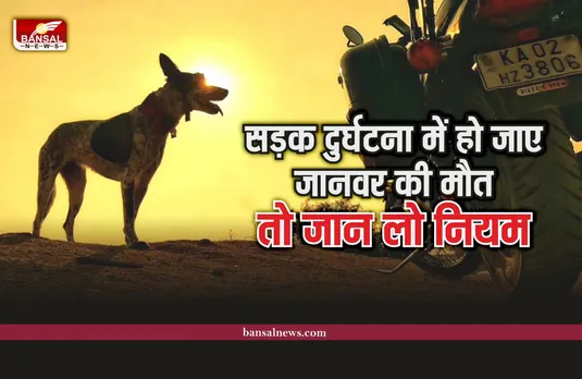 Rash Driving Rules : आपकी गाड़ी से हो जाए किसी पालतू जानवार का एक्सीडेंट तो क्या होगा, जानिए