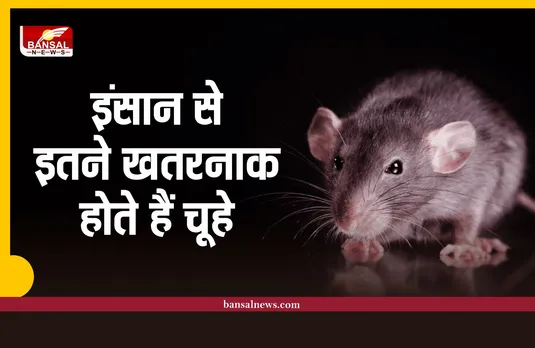 एक साल में चूहों का जोड़ा देता है 1 हजार बच्चों को जन्म, खाते है इतना खाना