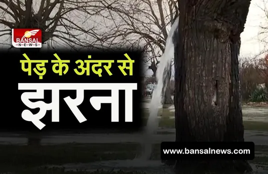 word tremendous tree:ऐसा पेड़ जो साल में सिर्फ 2 दिनों के लिए बन जाता है पानी का झरना,MP के छिंदवाड़ा में भी है ऐसा पेड़