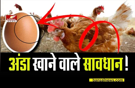 Poultry Farming in India:अंडा खाने से पहले जरूर पढ़िए ये खबर, जानिए क्यों जरूरी है ये चीज?