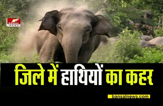 CG JASHPUR NEWS: जिले में हाथियों का कहर,हो रहा भारी जान-माल का नुकसान