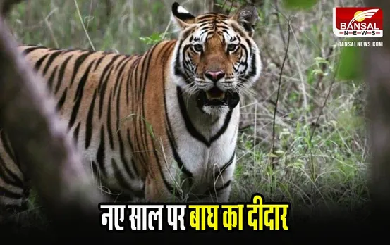 Satpura Tiger Reserve: नए साल पर पर्यटकों ने किया बाघ का दीदार, रोमांचित पलों को कैमरे में किया कैद