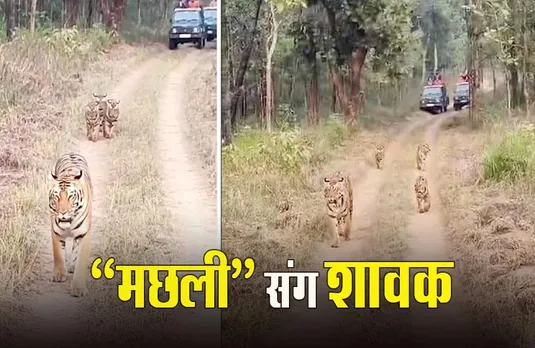Satpura Tiger Reserve: सतपुड़ा टाइगर रिज़र्व में शावकों के साथ “मछली” की अटखेलियां, जंगल सफारी में दिखा नजारा