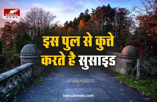 Dogs Suicide Bridge : वो रहस्यमयी पुल जहां कुत्ते कूदकर करते है आत्महत्या