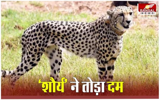 Sheopur News: कूनो में नामीबिया से आए 'चीता शौर्य' ने तोड़ा दम, अब तक 10 चीतों की हो चुकी मौत
