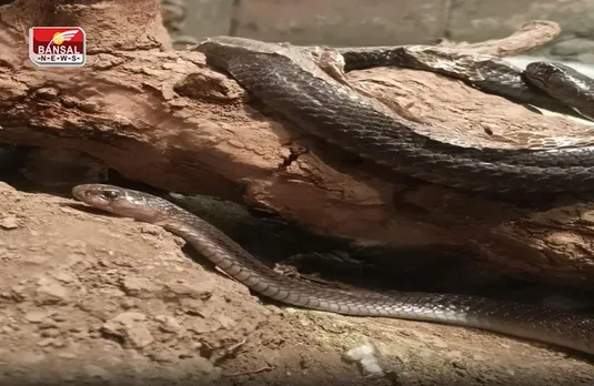 Snake Free Country: इस देश में नहीं है एक भी सांप, कारण जान आप हो जाएंगे हैरान!