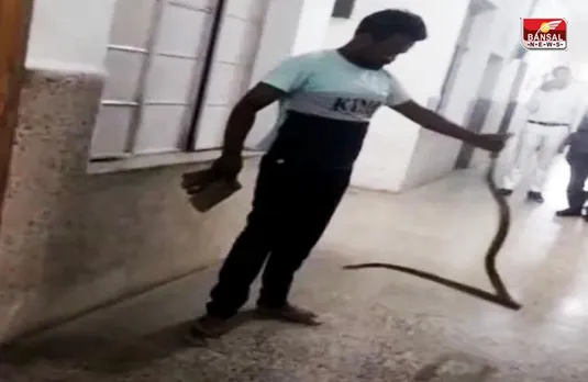 साढ़े पांच फीट का सांप देख सहम गए रेलवे हॉस्पिटल कर्मचारी, TRAIN की AC बोगी में भी मची थी अफरा-तफरी