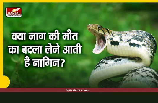 क्या नागिन अपने नाग की मौत का बदला लेने आती है? जानिए पूरा सच
