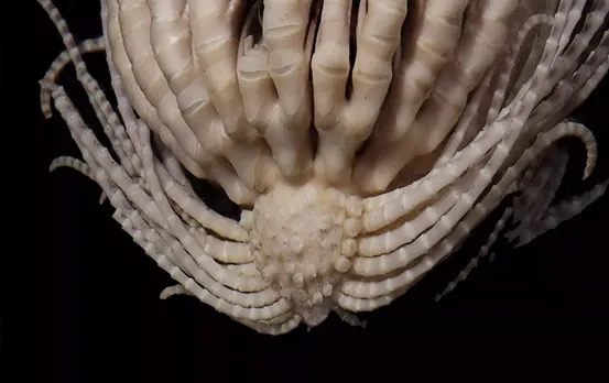 Strawberry Creatures: समुद्र से मिला ऐसा जीव जिसके हैं बीस हाथ, देखकर हैरत में पड़े वैज्ञानिक, जानें इसके बारें में