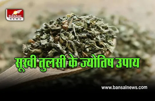 Basil Leaves Jyotish Upay: तुलसी की सूखी पत्तियों के ज्योतिष उपाय जगाएंगे सोई किस्मत