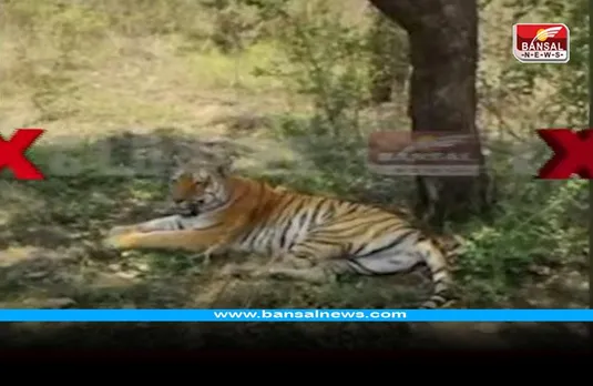 Kaliasot Tiger: भोपाल में 