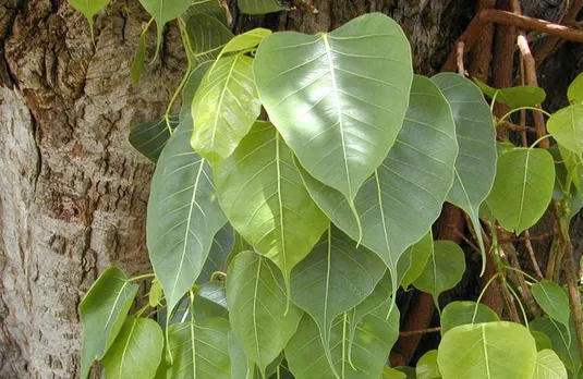 Pipal ka Ped: घर में पीपल का पेड़ उग जाए तो क्या करें, क्या कहता है धर्म शास्त्र