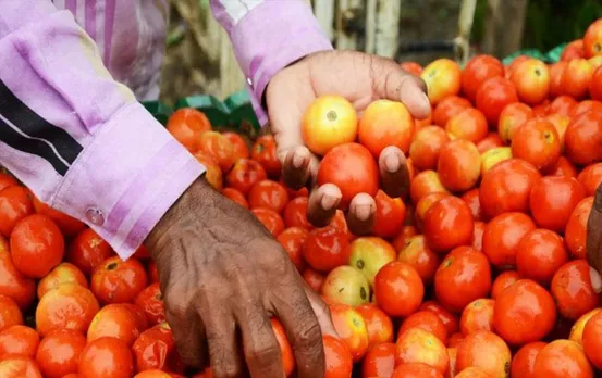 Bhilai News: वार्डवासियों को पार्षद का अनोखा तोफा, 5 सौ किलो. टमाटर फ्री में बांटे