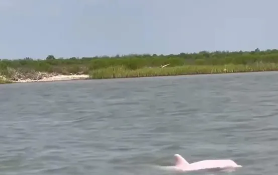 Viral Video: गोता लगाते दिखी गुलाबी डॉल्फिन, सोशल मीडिया पर वायरल हो रहा वीडियो