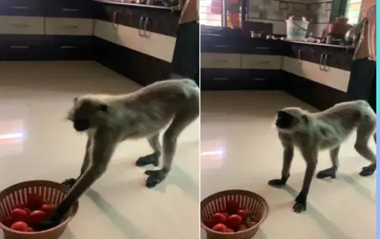 किचन से टमाटर लेकर भागा लंगूर, यूजर्स बोले टमाटर बेच कर खरीदेगा केला