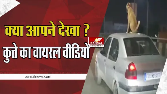 Dog Viral Video: क्या आपने देखा कुत्ते को गाड़ी की छत पर घूमते हुए ! सोशल मीडिया पर वीडियो वायरल, देखें यहां