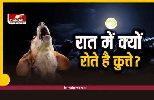 जानना जरूरी है  : कुत्ते रात के समय क्यों रोते है, जानिए क्या है कारण?