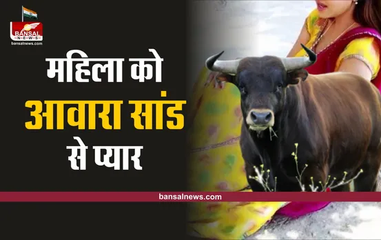 शादीशुदा महिला को हुआ ‘आवारा सांड’ से प्यार, सांड लेकर आएगा बारात
