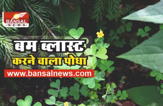 Wood Sorrel Plant : ऐसा पौधा जो दागता है मिसाइल, गुस्से में करता है बम जैसे ब्लास्ट!