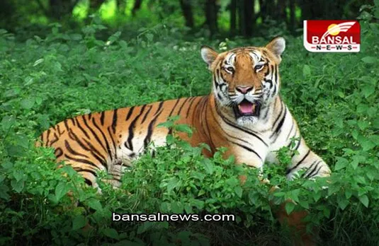 UP NEWS: दुधवा बफर जोन में बाघ ने ली किसान की जान, वन विभाग ने कड़ी की निगरानी