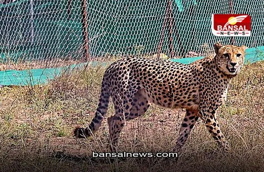MP NEWS: चीता निरवा को खुले जंगल में छोड़ा गया, ज्वाला चीते के तीसरे शावक की तबीयत में सुधार