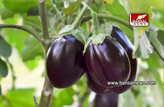 Brinjal Side Effects : क्यों बैंगन कम खाना चाहिए, जानें कारण