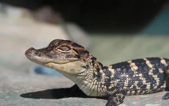 Crocodile Rescue: मुंबई में ‘चॉल’ से मगरमच्छ के बच्चे को सुरक्षित पकड़ा गया, पढ़ें विस्तार से