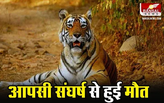 उमरिया के बांधवगढ़ टाइगर रिजर्व में लगातार दूसरे दिन मिला बाघ का शव