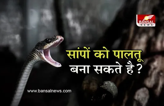 Snake Facts: सांपों को पालतू बनाया जा सकता है? जानिए क्या कहते है एक्सपर्ट्स