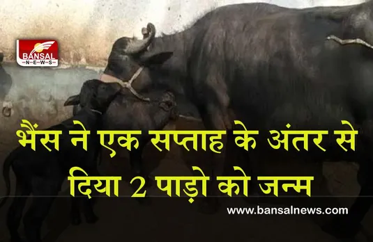 Khargone Buffalo Case : भैंस ने एक सप्ताह के अंतर से दिया 2 पाड़ो को जन्म, लोग मान रहे है चमत्कार