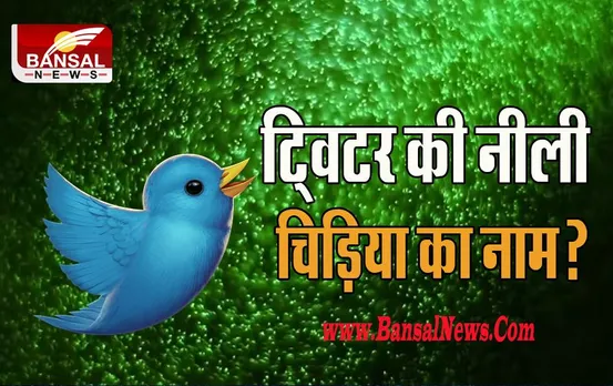Twitter Bird:  ट्विटर के लोगो वाली नीले रंग की चिड़िया का आखिर क्या है असली नाम? कैसे मिली पहचान, जानिए दिलचस्प खबर