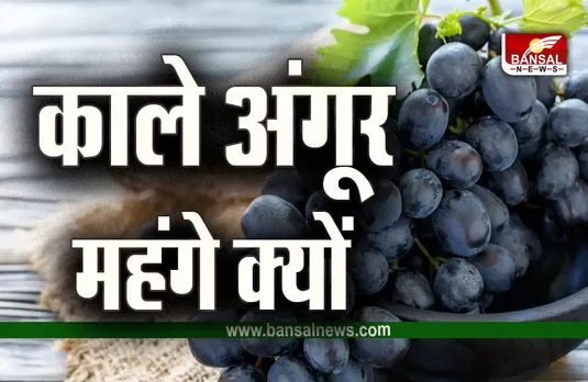 Black and Green Grapes : आखिर क्यों महंगे होते हैं काले अंगूर, आप भी जान लें कारण