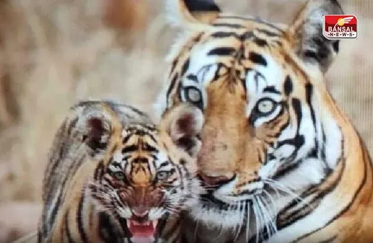 BTR Jungle News: मादा बाघ शावक का मिला शव, जानिए क्यों चर्चाओं में है बीटीआर
