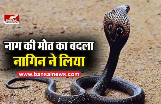 मध्यप्रदेश में पिता ने नाग को मारा तो नागिन ने बेटे की ले ली जान