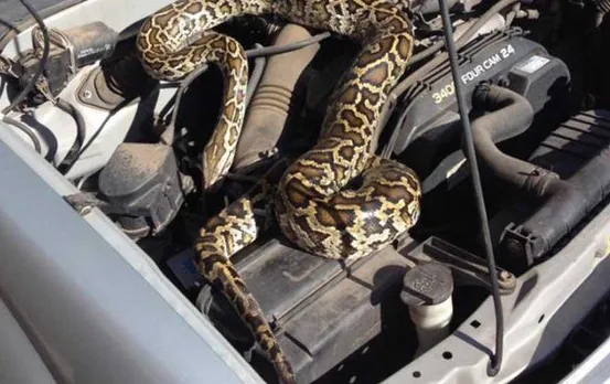 Ambikapur News: कार में घुसा 7 फीट का अजगर, मचा हडकंप, बड़ी मशक्कत से स्नेक मैन ने किया रेस्क्यू