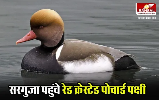 CG News: सरगुजा में यूरोप से पहुंचे रेड क्रेस्टेड पोचार्ड पक्षी