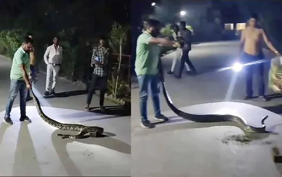 CG News: कोरबा में कॉलेज परिसर में रात के वक्त घुसा 10 फीट लंबा अजगर, जानें पूरी खबर