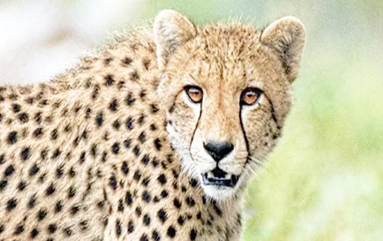 Cheetah Death News: चीतों की मौत पर शुरू हुई राजनीति, जानिए क्या है अंतरराष्ट्रीय विशेषज्ञों की राय