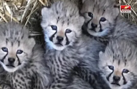MP Kuno National Park: बुरी खबर, कूनो नेशनल पार्क में पसरा मातम