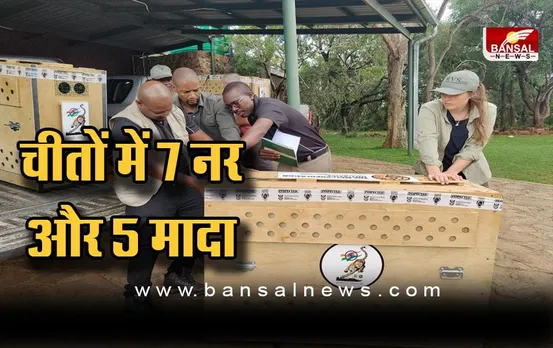 आज रात साउथ अफ्रीका से भारत के लिए 12 चीतों को लेकर उड़ेगा ग्लोबमास्टर