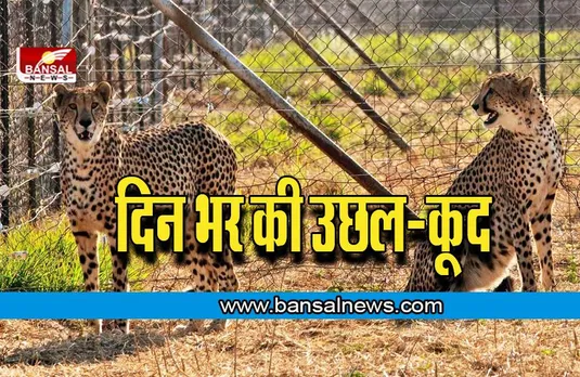 Cheetah in India: चीतों को पहली बार भोजन परोसा गया, जानें उनकी दिनभर की गतिविधि