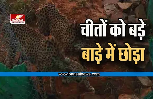 Great News: 50 दिनों बाद 2 चीतों को बड़े बाड़े में छोड़ा गया, पीएम ने वीडियो शेयर कर बताया हाल