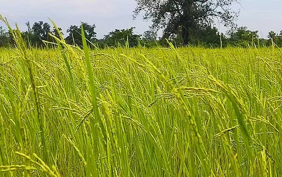 Navakhai Festival: धान की बालियां देख खिले किसानों के चेहरे, धान के कटोरे छत्तीसगढ़ में बंपर उत्पादन की उम्मीद